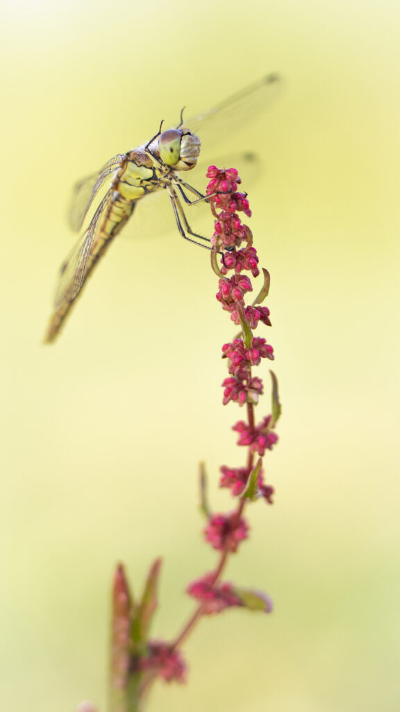 Macrofotografie libelle