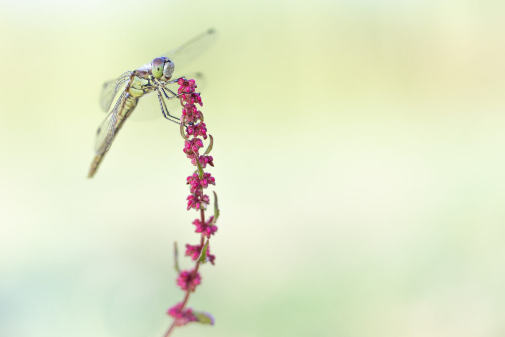 Macrofotografie libellen