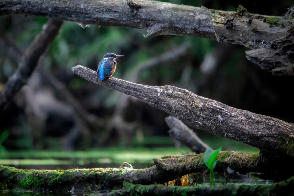 Het meest tropische vogeltje van Nederland, blauwe flits, ijsvogels in de Biesbosch