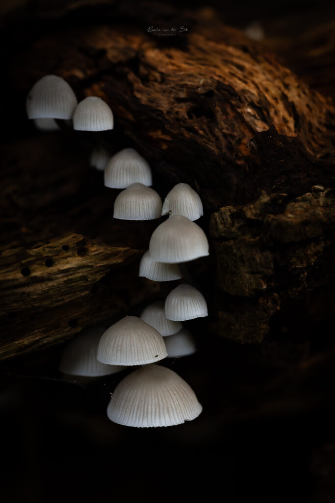 Eén van de vele soorten paddenstoelen die op Landgoed Mildenburg te vinden zijn. Fotograferen in de herfst, Oostvoorne.
