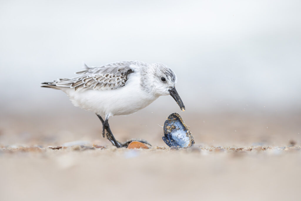 Drieteenstrandloper op de Brouwersdam