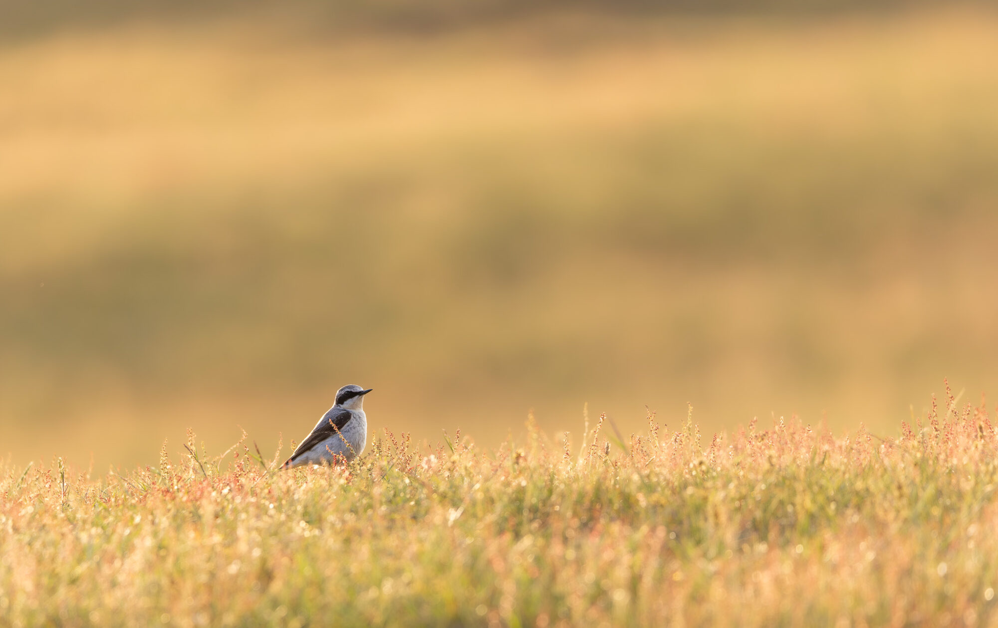 Tapuit in tuintjes op Texel